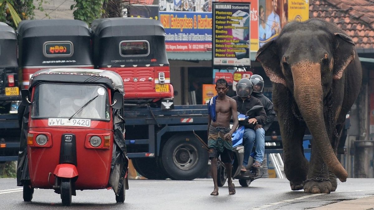 Sloni na Srí Lance se budou mít lépe. Opilci se na nich už nesvezou